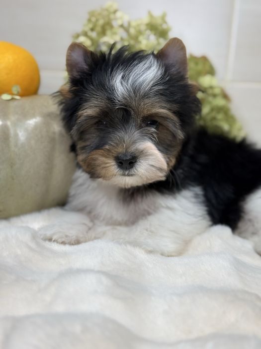 Хлопчик бівер, з документами. Кольровий йорк