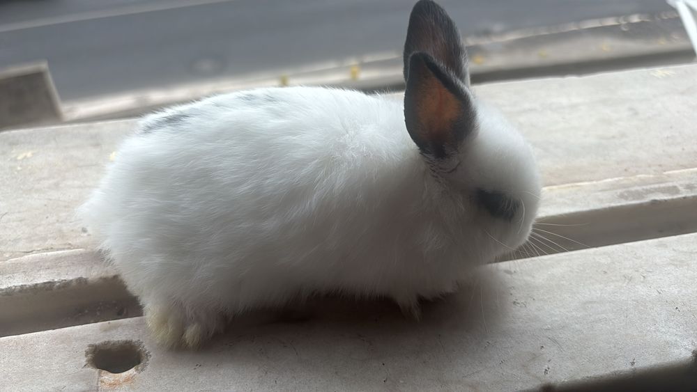 Coelho anão bebe cinza meigo