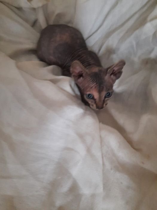 Продам котика  Сфінкс  Донський