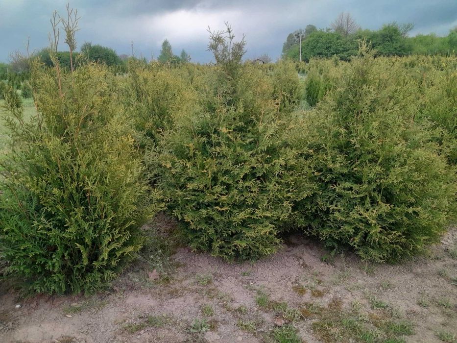 Tuje żywopłotowe Szmaragd, Braband, Plicata  Kórnik, Aureospicata