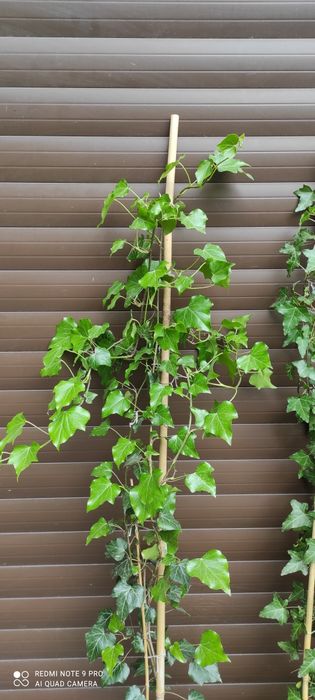 Bardzo duże bluszcze Hedera Helix 2-2,5m