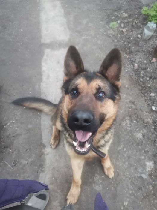 Молодий німчик, ще не розв'язаний наречений чекає у гості наречену