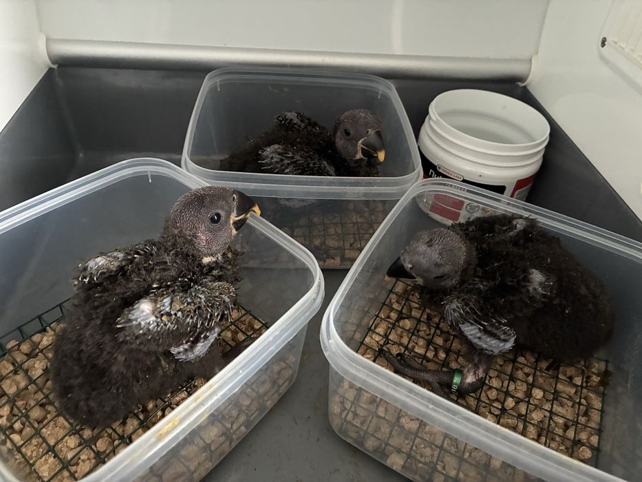 Papagaio Ecletus  3 fêmea