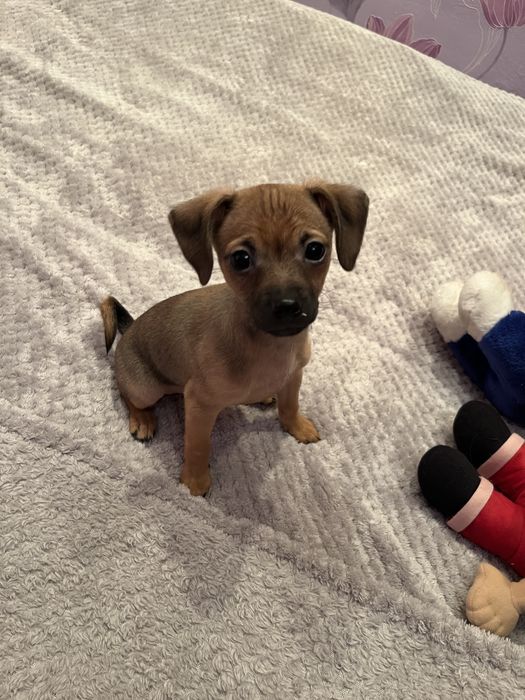 Цуцик Той-Терьєр