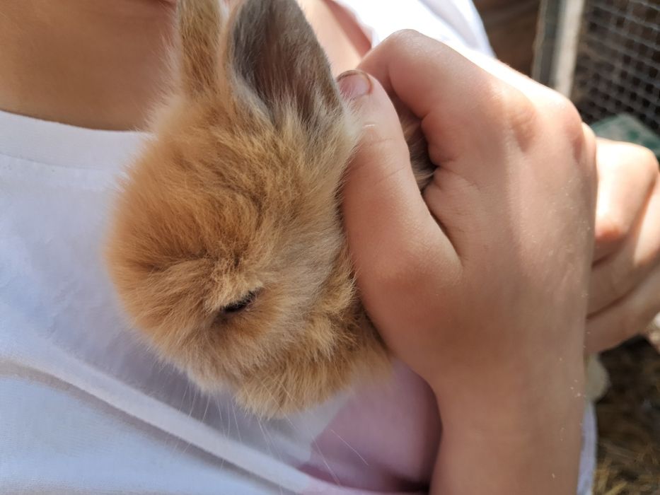 Sprzedam króliki miniaturki teddy
