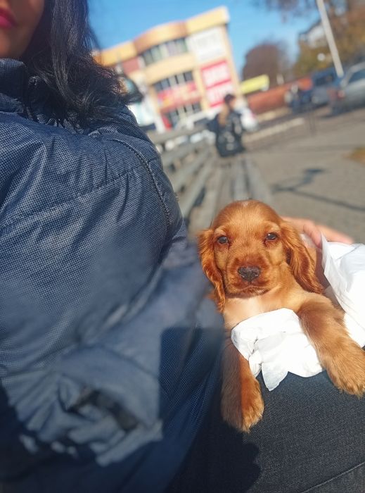 Цуценята руді для продажу.
