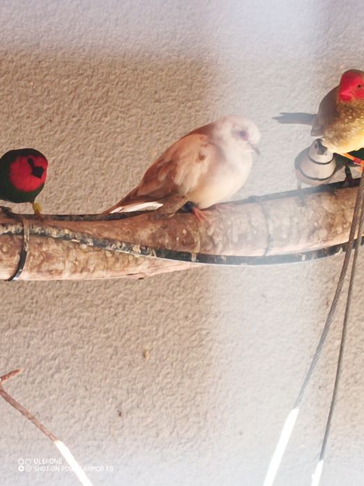 Astryld trzcinowy (trzciniaki)i inne
