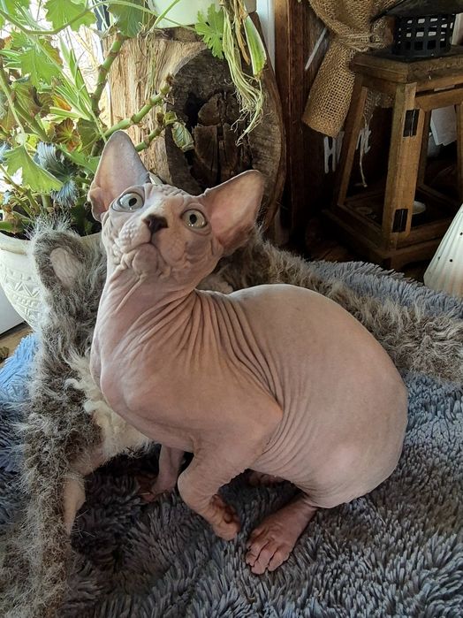 Sfinks Kanadyjski rodowód FPL