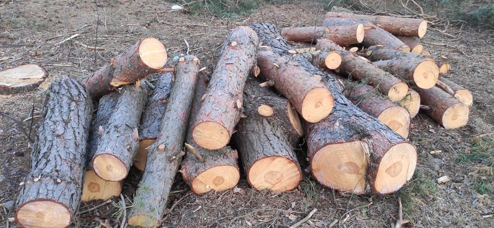 Drewno na opał sosnowe
