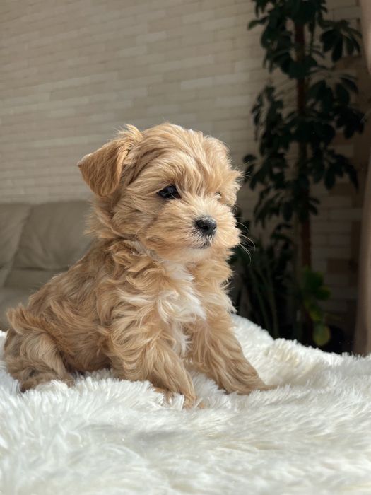 Мальтіпу хлопці