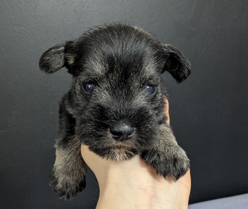 Piesek sznaucer miniaturowy