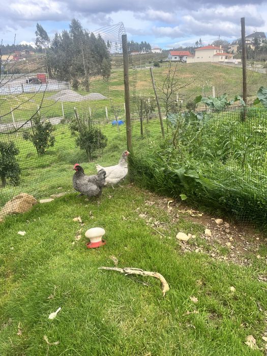 Ovos e pintos de Galinha Australorp Azul