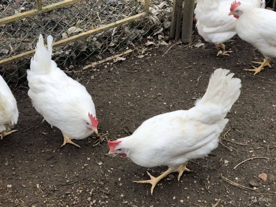 Інкубаційні Яйця Хайсекс Вайт