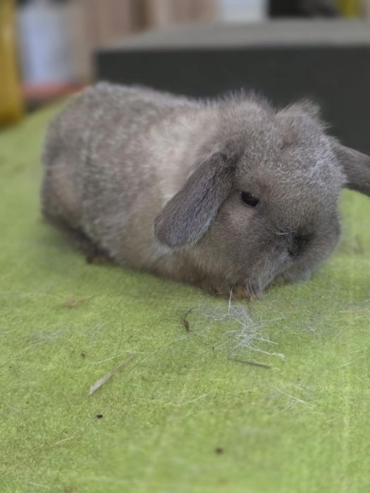 Karzełek baranek, baranek karzełek. Mini lop..rodowód. Hodowla zarejes