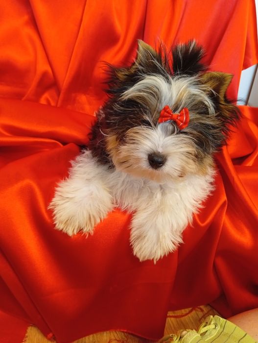 Samczyk Dasti z metryką ZKwP/FCI Biewer Yorkshire terrier.