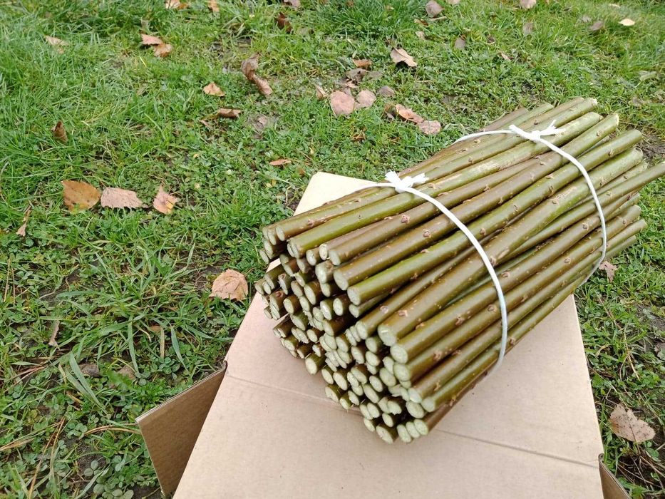 Sztobry sadzonki wierzby energetycznej 300 sztuk