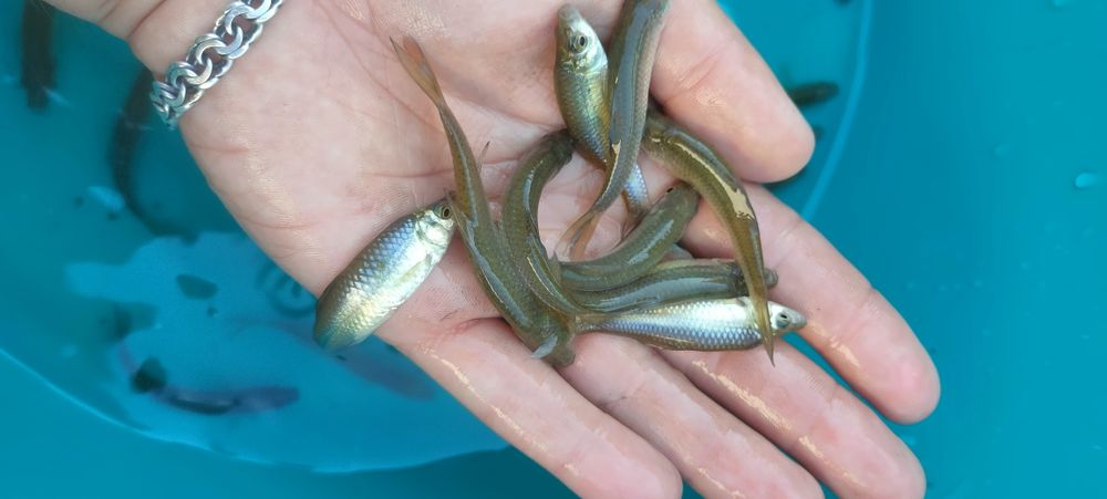 Карась Живець  відправляємо поштою 
Від 4-18см є різні
Відправляємо