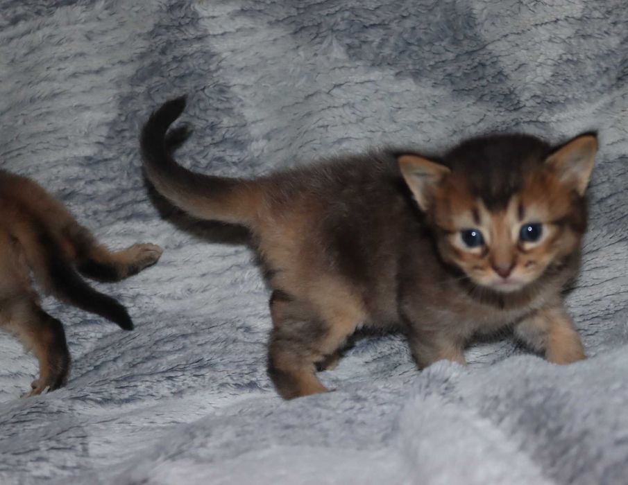 Мальчик и девовчка сомалийский в диком окрасе