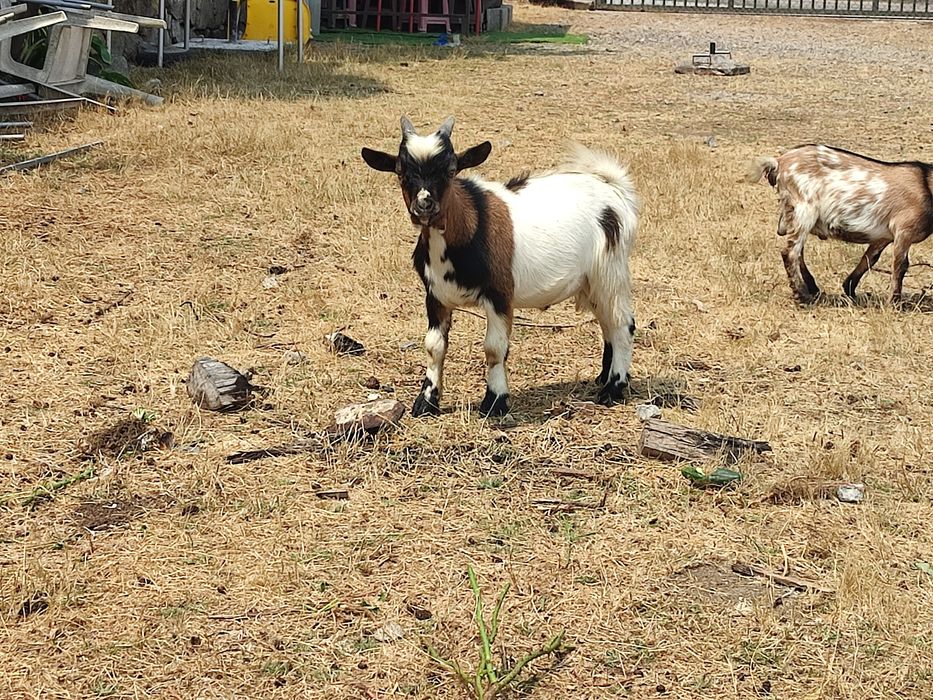 Cabrito Anão - 5 Meses