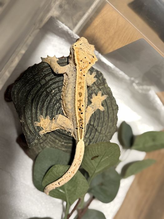 Samica gekon orzesiony