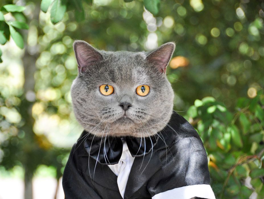 Одесса Вязка клубный шотландский прямоухий кот не британский