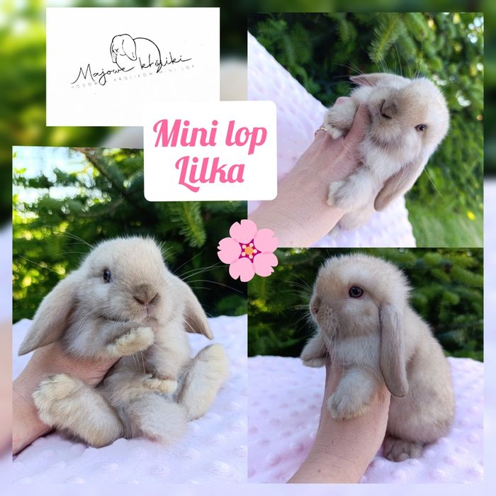 Królik króliczek mini lop hodowla zarejestrowana