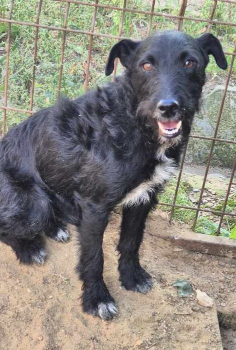 Piesek okolo 1.5 roku