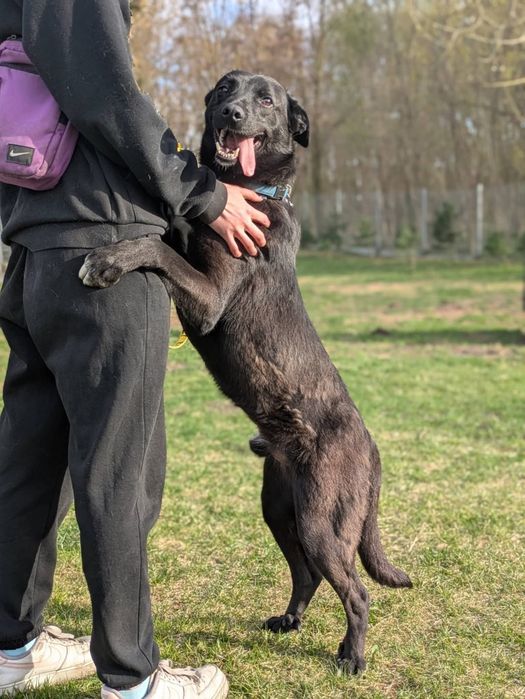 Kosmo ogromny przytulas marzy o nowym domu!