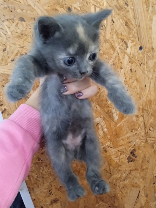 Отдам котят бесплатно!