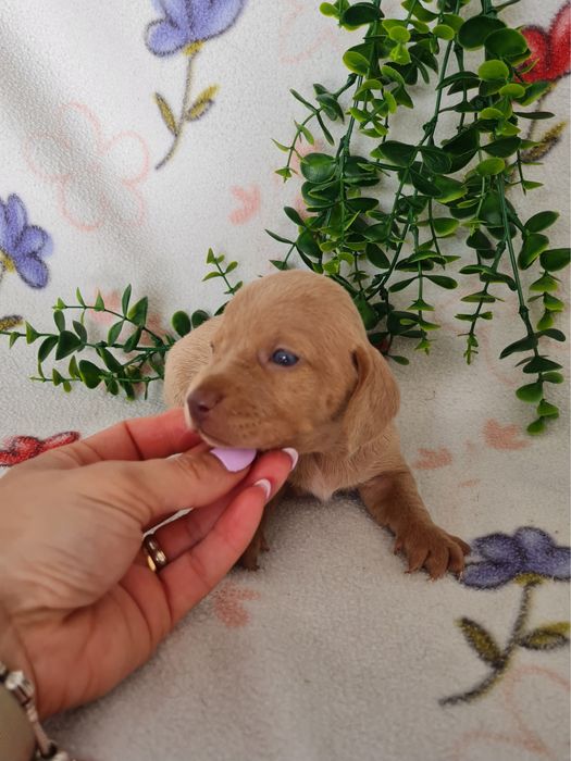 Estupendo macho Teckel cor rara de Qualidade