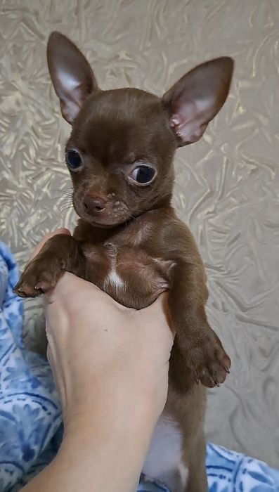 Девочка чихуахуашечка