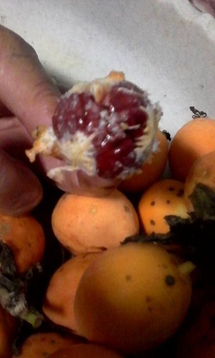 Plantas de maracujá,, Morango muito suculentos .