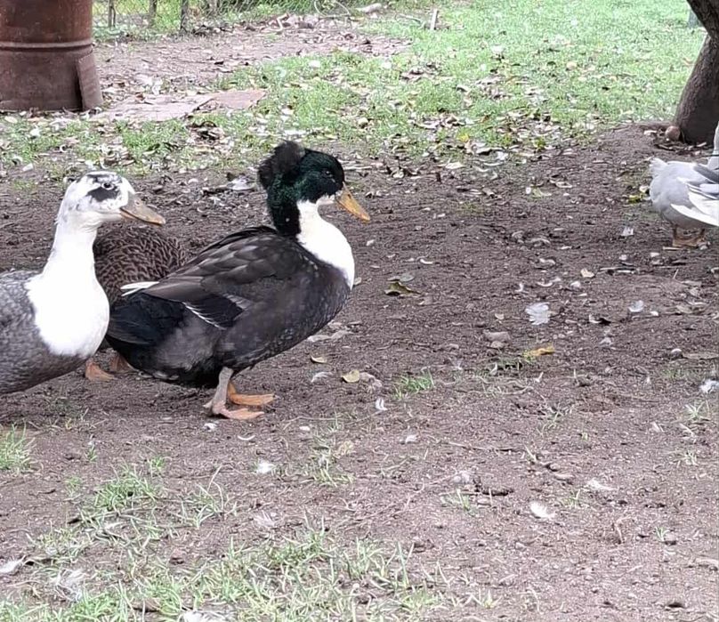 Kaczor czubatka polarny