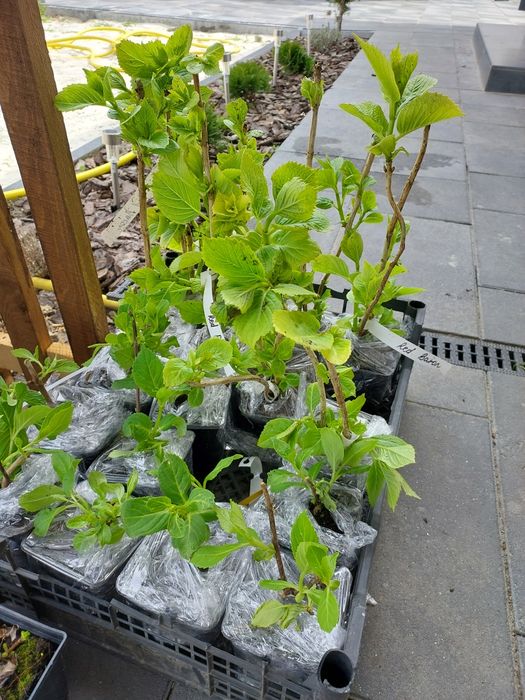 Гортензія Ред Барон, Мадам Емілі, Пандора
Закрита корнева! Власн