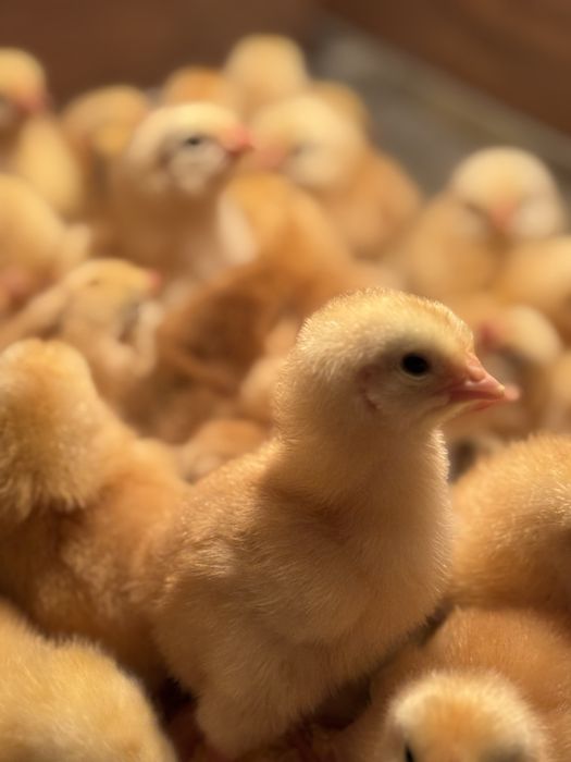 Курчата Фоксі чік