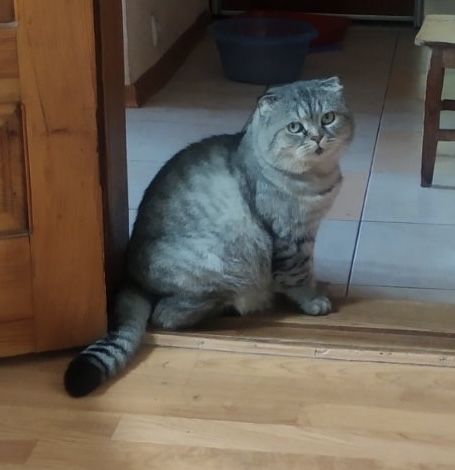 Кот шотладский вислоухий вискасный серый полосатый кіт висловухий