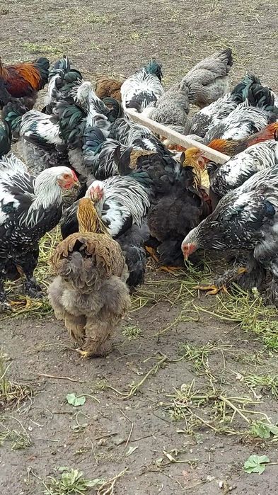 Брама:Кури,півні,курчата та і/я