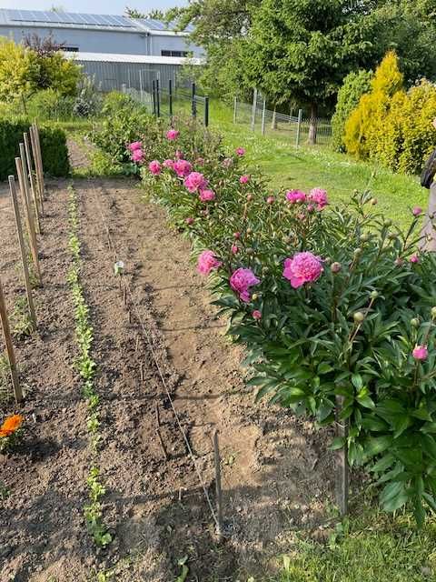 Działka ROD sprzedam