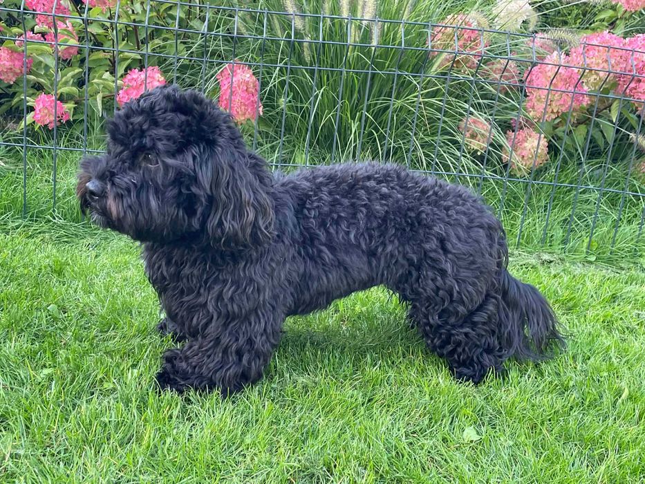 Hawapoo/Maltipoo niesamowita sunia o imieniu Helena