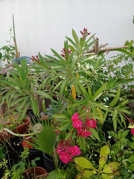 Loendreiros em vaso (oleander)