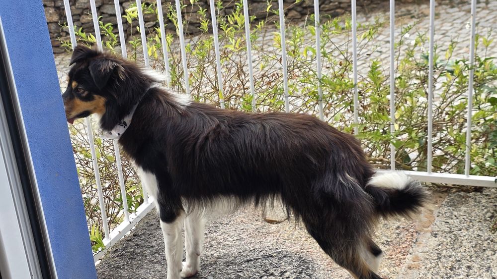 Border Collie tricolor fêmea