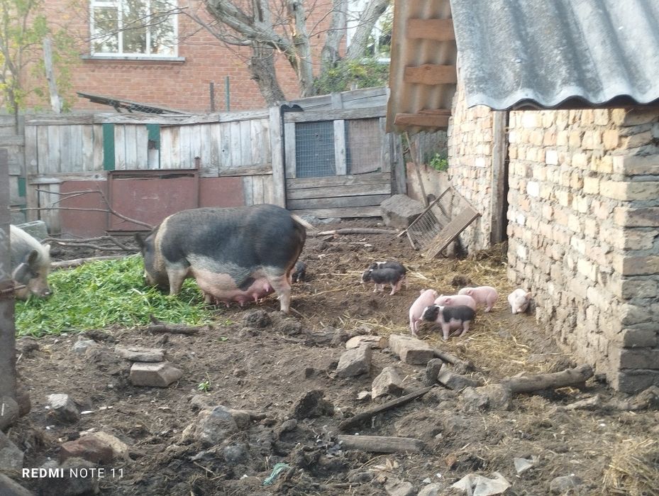 В'єтнамські свині