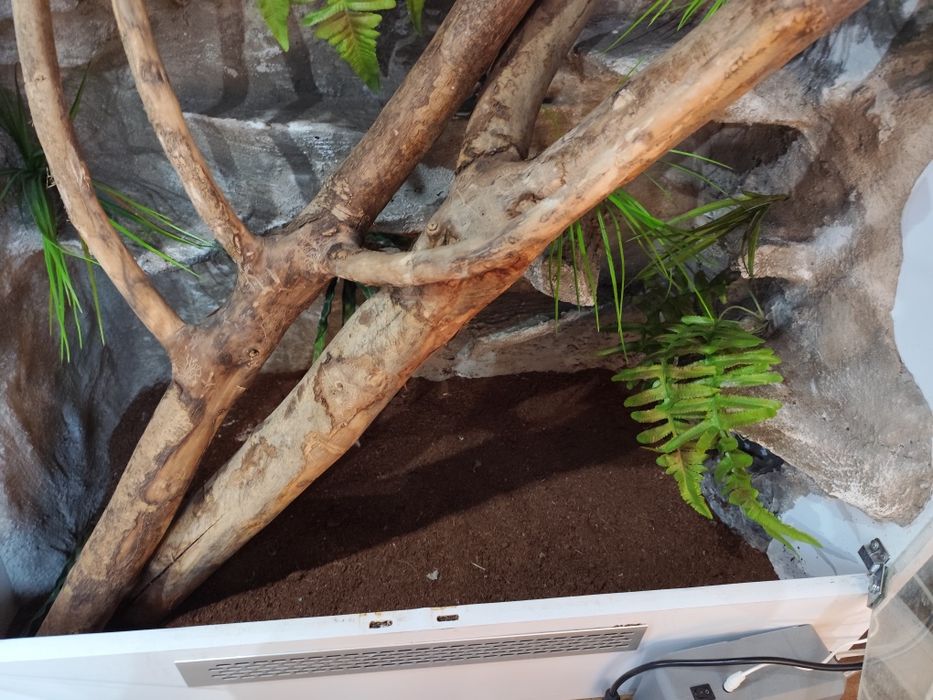 Terrarium tropikalne dla jaszczurek