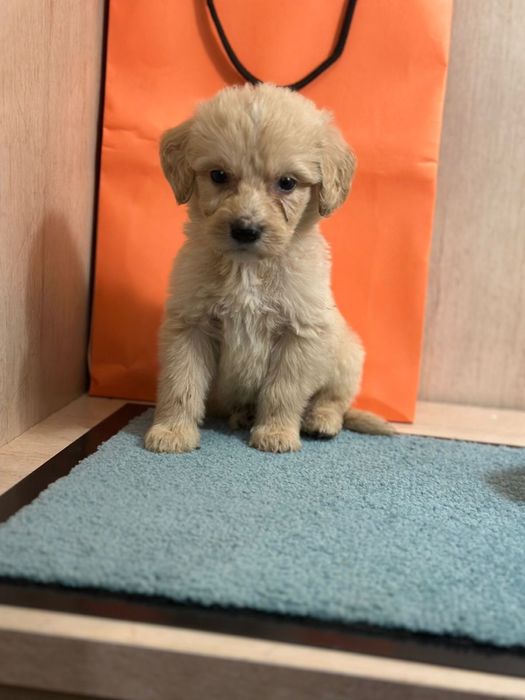 Лабродудли лабродудель голдендудль  от филіппінського пуделя китай