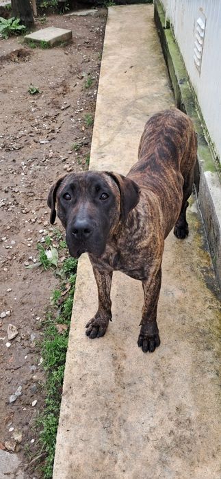 Fêmea presa canário