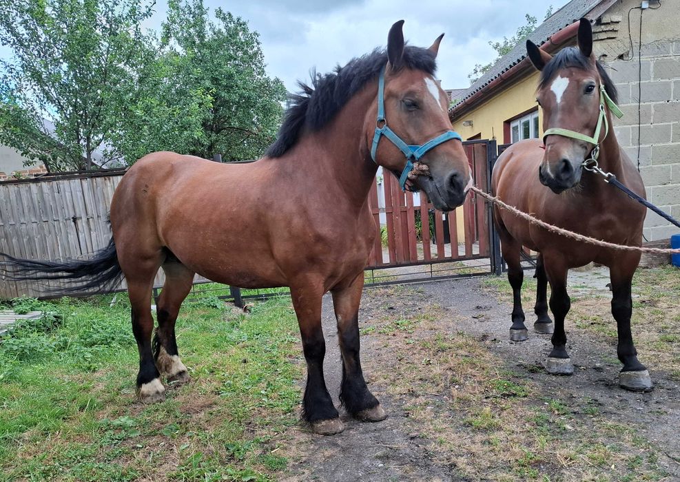 Sprzedam dwie klacze zimnokrwiste