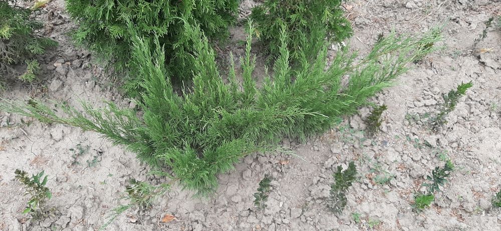 Ялівець Козацький