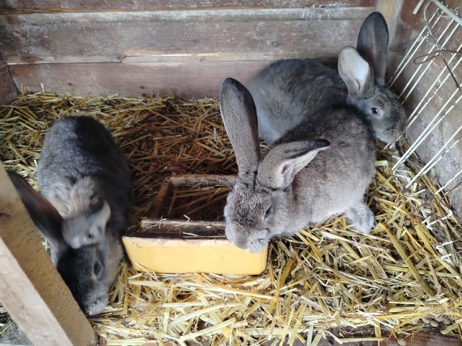 Młode króliki samice i samce