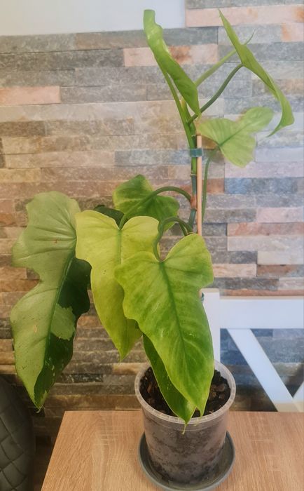 Philodendron Golden Dragon mint,cała roślina,61cm