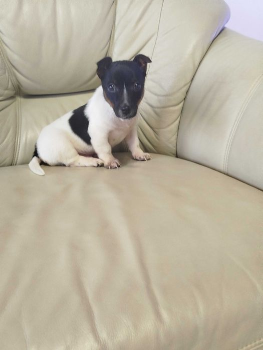 Jack Russell Terrier piesek tel.-5.7.5.3.0.2.0.3.9.